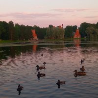 Утки :: Сапсан 