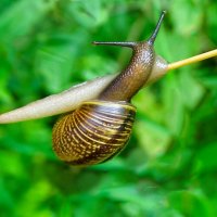 Из жизни улиток. :: Милешкин Владимир Алексеевич 