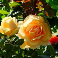 Солнечные розы. :: Милешкин Владимир Алексеевич Солнечные розы. :: Милешкин Владимир Алексеевич