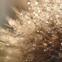 *** :: Елена Kазак (selena1965)