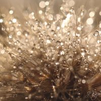 *** :: Елена Kазак (selena1965)