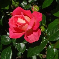 Июльская роза :: Лидия Бусурина