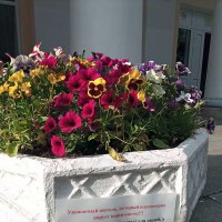 Не трогайте наши цветы! :: Фотогруппа Весна Не трогайте наши цветы! :: Фотогруппа Весна