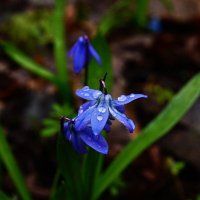 пролеска... :: Александр Герасенков