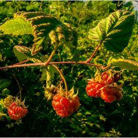 Картинка лета :: Валентин Котляров