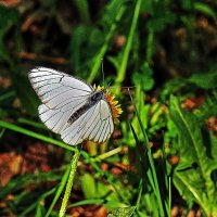 Июнь..,Бабочка боярышница на цветке одуванчика! :: Владимир 