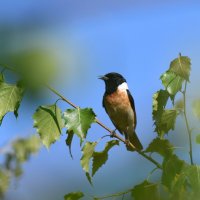 Средь березовых листьев :: Сергей Шаврин Средь березовых листьев :: Сергей Шаврин