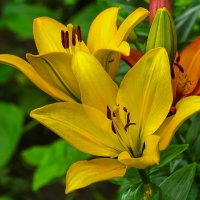 Лилии :: Игорь Сикорский