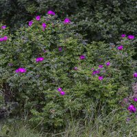 Куст шиповника в лесу :: Сергей Цветков