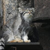 Московский Зоопарк. Манул. :: Наташа *****