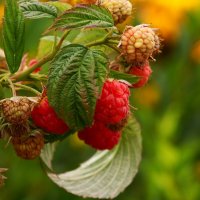 Малина :: Юрий. Шмаков