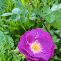 Яркие краски июля. :: Ольга 