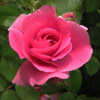 Красавица :: Людмила Смородинская