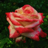 Красотка после дождя :: Людмила Смородинская