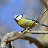 Лазоревка :: Константин Анисимов