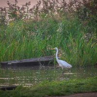 **** :: Елизавета .
