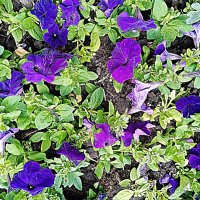 Цветы. :: Владимир Драгунский Цветы. :: Владимир Драгунский