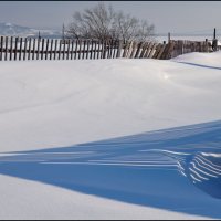 Предчувствие весны :: **** vedin