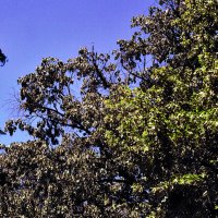 Цветение :: Юрий Гайворонскiий