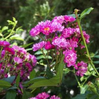 Розы :: Анатолий Чикчирный Розы :: Анатолий Чикчирный