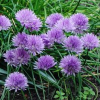 Лук скорода :: Рита Симонова