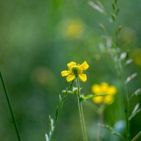 ___ :: Yuriy V ___ :: Yuriy V