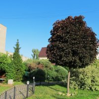 Зарисовка :: Елена Шаламова