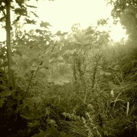 кусок луга :: Дмитрий Потапов