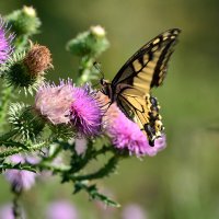 Махаон :: Геннадий Супрун