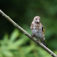 Молодой щегол. :: Владимир Безбородов