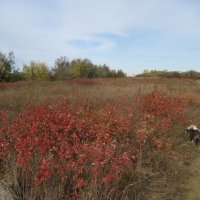 Осень :: Anna Ivanova