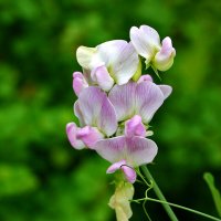 Душистый горошек :: Светлана Душистый горошек :: Светлана