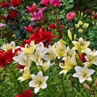 Разноцветная июльская красота у дома :: Светлана 