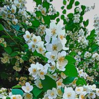 Цветёт жасмин. :: Лилия * Цветёт жасмин. :: Лилия *