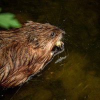 Перекус у Ондатры. :: Зинаида Манушкина