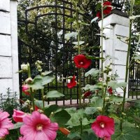 *** :: Валентина Береснева