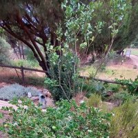 На юге Португалии :: Ирэн 