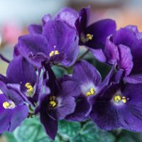 *** :: Виктор Иванович Чернюк