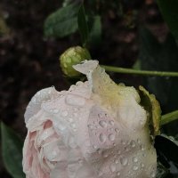 Розовые слезы. :: Галина Левина