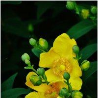 ЭТЮД... :: Elvira E. 