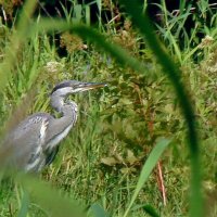 серая цапля :: gawrilа - dan