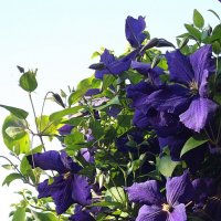 Клематис :: Freddy 97