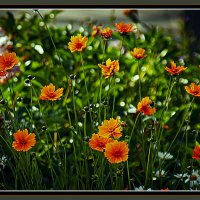 Цветут цветы :: Владимир Кроливец Цветут цветы :: Владимир Кроливец