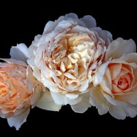 15 июля :: Михаил Бибичков 15 июля :: Михаил Бибичков