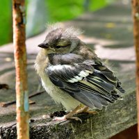 Юный зяблик. :: Александр Зуев