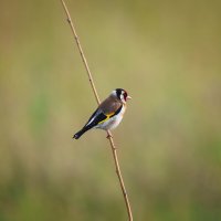 Щегол :: Alex Bush