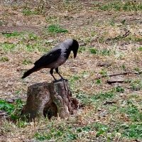 О чём задумалась, красавица? :: Надежда О чём задумалась, красавица? :: Надежда