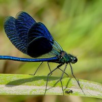 Сегодня на балу красоток  2 :: Александр Прокудин