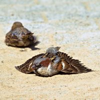 +++ :: Валерий