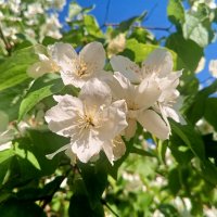 Чубушник :: Сапсан 